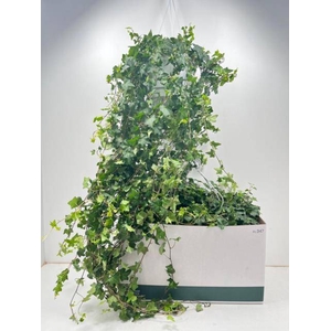 Hedera Helix Pittsburgh 24Ø 100cm