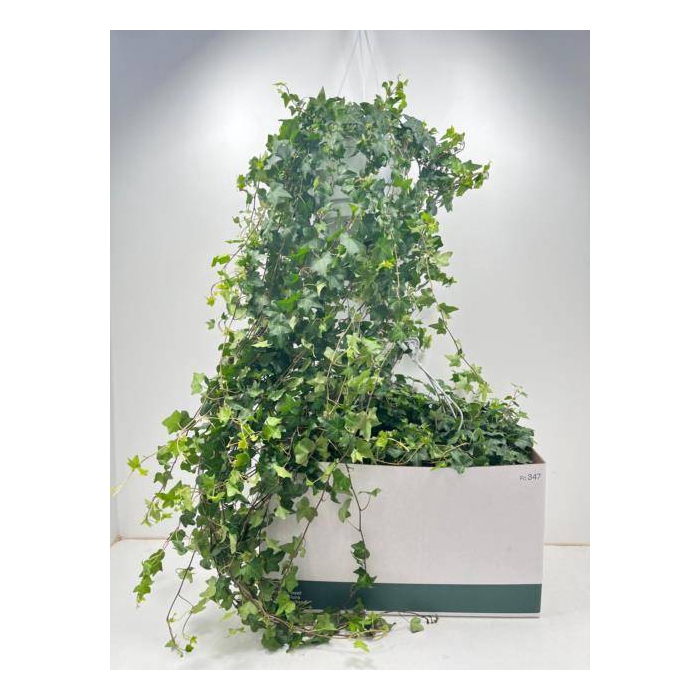 <h4>Hedera Helix Pittsburgh 24Ø 100cm</h4>
