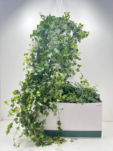 Hedera Helix Pittsburgh 24Ø 100cm
