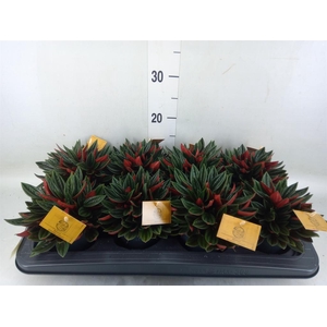 Peperomia caperata 'Rosso'