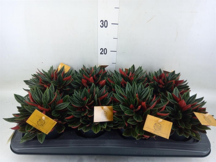 <h4>Peperomia caperata 'Rosso'</h4>