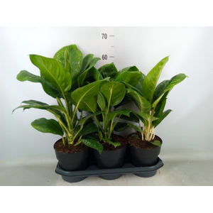 Aglaonema   ...