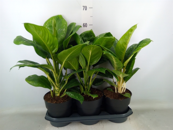 <h4>Aglaonema   ...</h4>