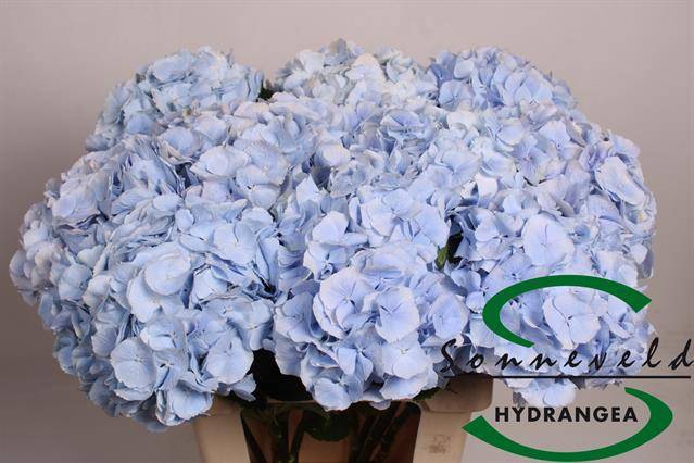 <h4>HYDR M CH VERENA BL</h4>