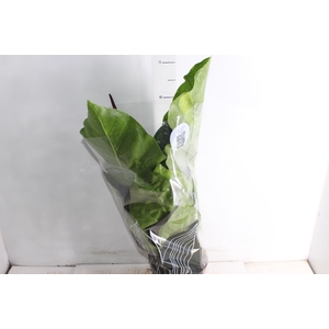 ANTHURIUM HOOKERI P19