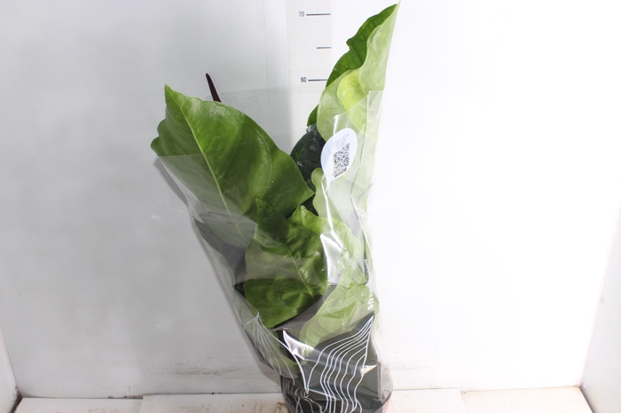 ANTHURIUM HOOKERI P19