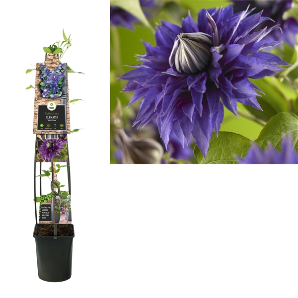 <h4>Clematis 'Multi Blue' +3.0 label</h4>