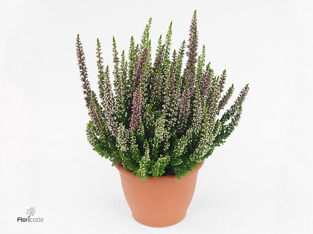 Calluna vulg. 'Beauty L WB Wonder'