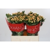 Hypericum Mellow Romance