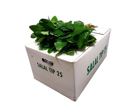SALAL TIPS WHITE BOX