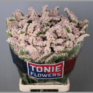 LIM S APRI SUN BIRDS