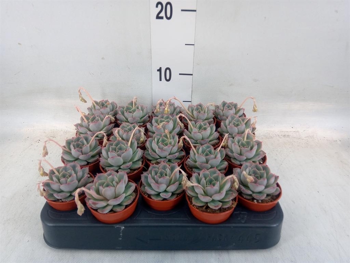 <h4>Echeveria   ...</h4>