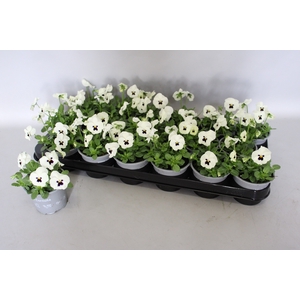 Viola cornuta F1 White with Blotch