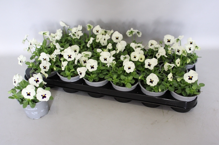 <h4>Viola cornuta F1 White with Blotch</h4>