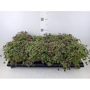 Trifolium repens 'Estelle'