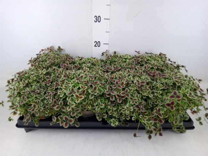 <h4>Trifolium repens 'Estelle'</h4>