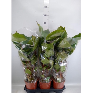 Homalomena rubescens 'Maggy'