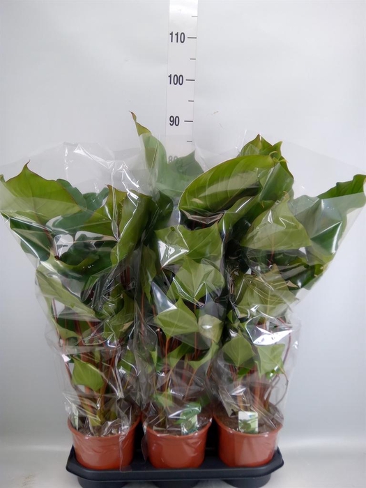 <h4>Homalomena rubescens 'Maggy'</h4>