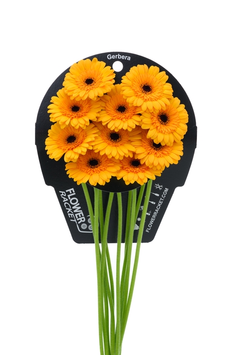 Germini Tweety Flowerracket