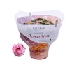 Kalanchoe Rosalina rose-wit Royale Alano, beperkt leverbaar