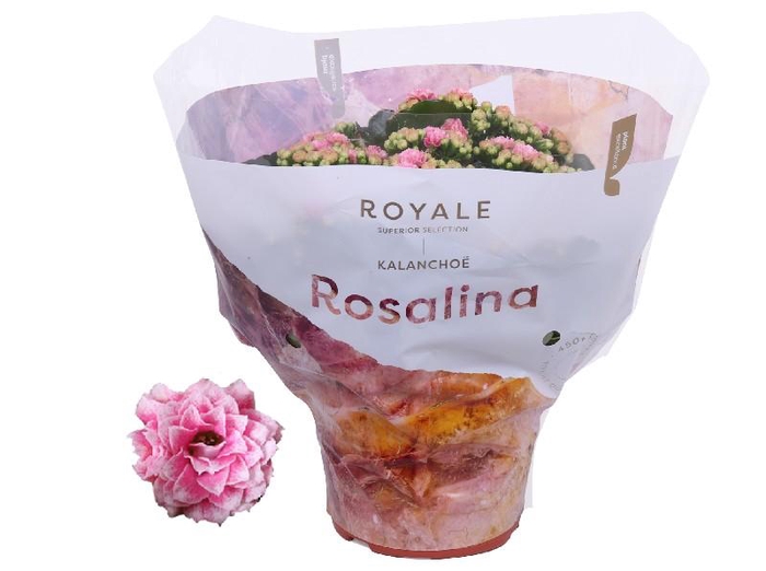 Kalanchoe Rosalina rose-wit Royale Alano, beperkt leverbaar