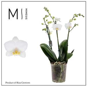 Phalaenopsis Snowflake 3 spike – 12cm | Mimesis