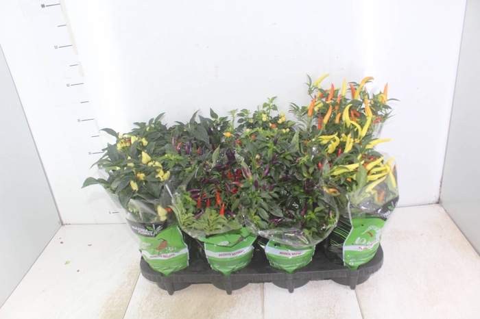 <h4>PIMENTA P14</h4>