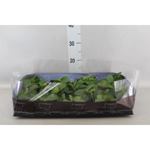 Pilea peperomioides