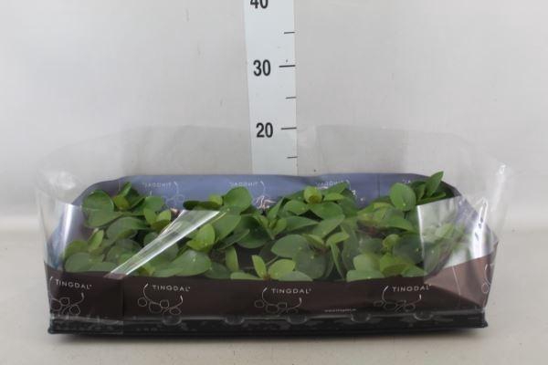 <h4>Pilea peperomioides</h4>