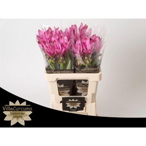Curcuma Al Siam Supreme