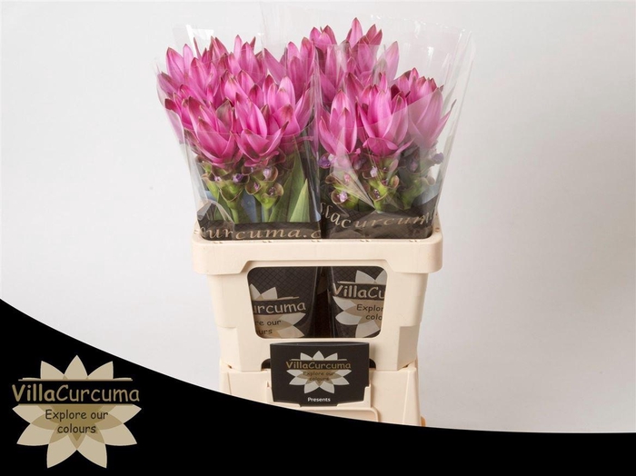 <h4>Curcuma Al Siam Supreme</h4>