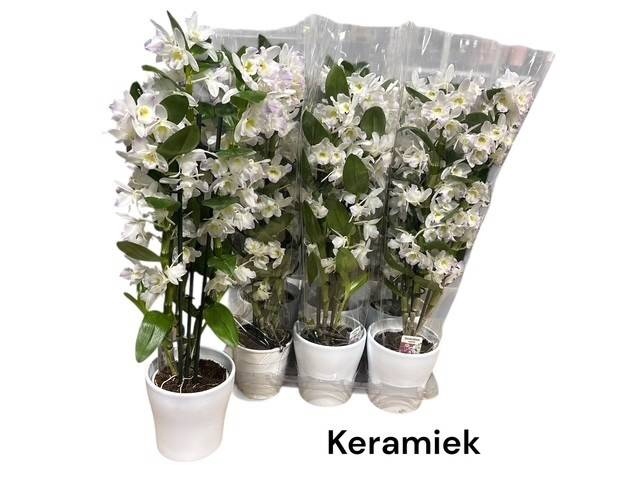 <h4>DENDR N S DR KUMIKO</h4>