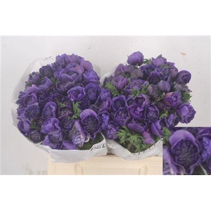 Anemone Levante Blue