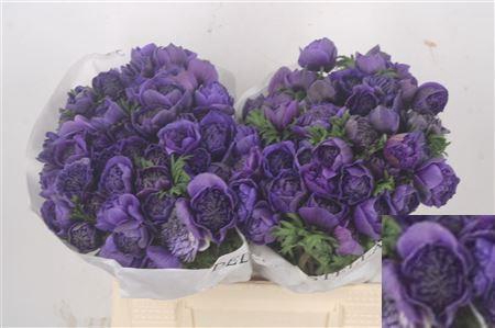 <h4>Anemone Levante Blue</h4>