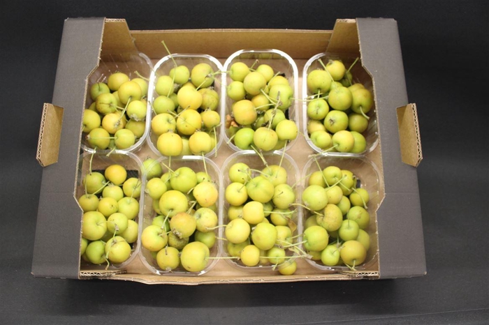 <h4>F Appel Malus Geel- Groen X8</h4>