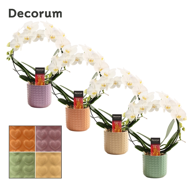 <h4>Phalaenopsis boog wit in Kaya (Craft world-collection)</h4>