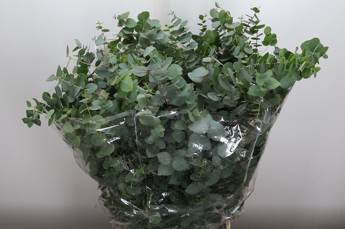 <h4>Euca Stuartiana Nat Green 300 Gr</h4>