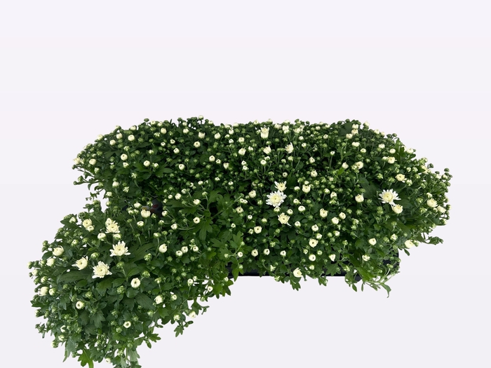 <h4>CHRY FAIR WHITE</h4>