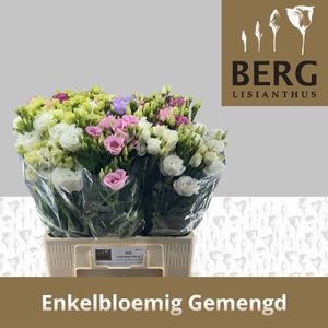 EUS E GEM IN FUST