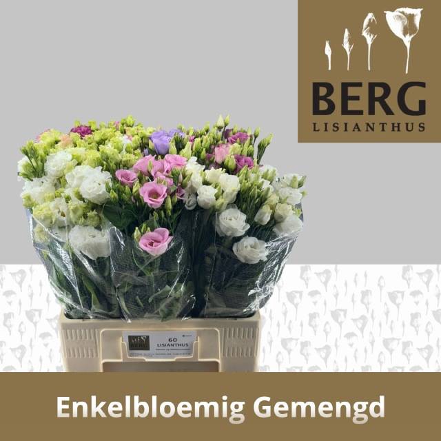 <h4>EUS E GEM IN FUST</h4>