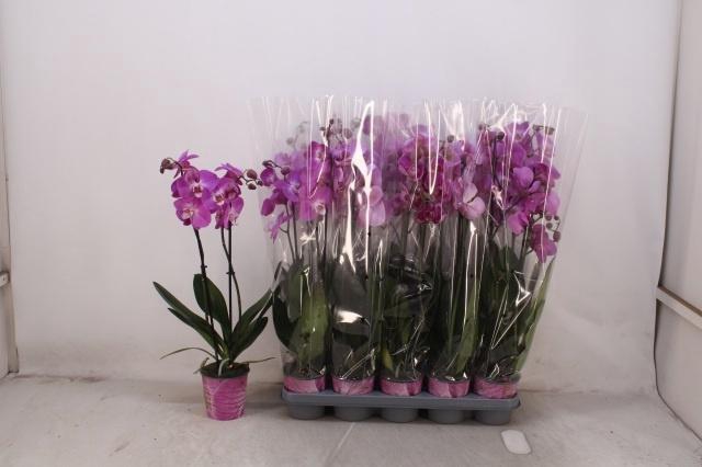 <h4>PHAL OV PAARS</h4>