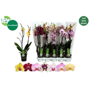 PHAL GEM 7 KL