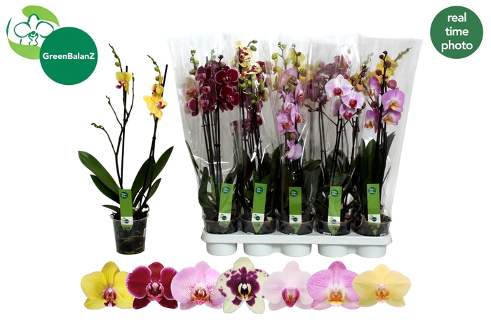 <h4>PHAL GEM 7 KL</h4>