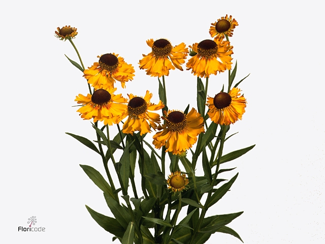 Helenium Overig