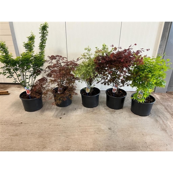 <h4>Acer palmatum mix P40 (minimum order one layer)</h4>
