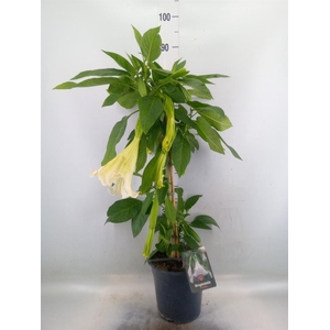 Brugmansia   ...