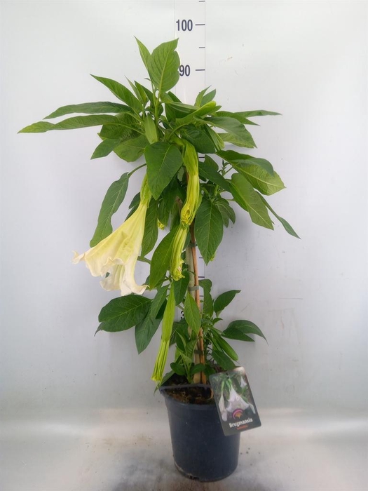 <h4>Brugmansia   ...</h4>