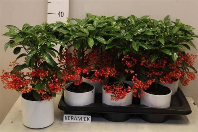 <h4>ARDIS CRENATA</h4>