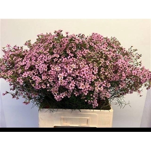 CHAME UN JUPITER SOL