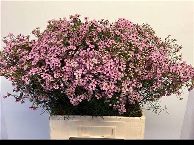 <h4>CHAME UN JUPITER SOL</h4>